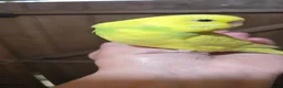 Budgerigars birds for sale: Gorgeous Baby Budgies - Advert 6