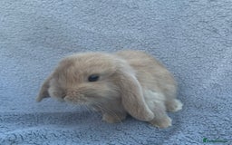 Mini Lop rabbits for sale: Purebred mini lops - Image 3