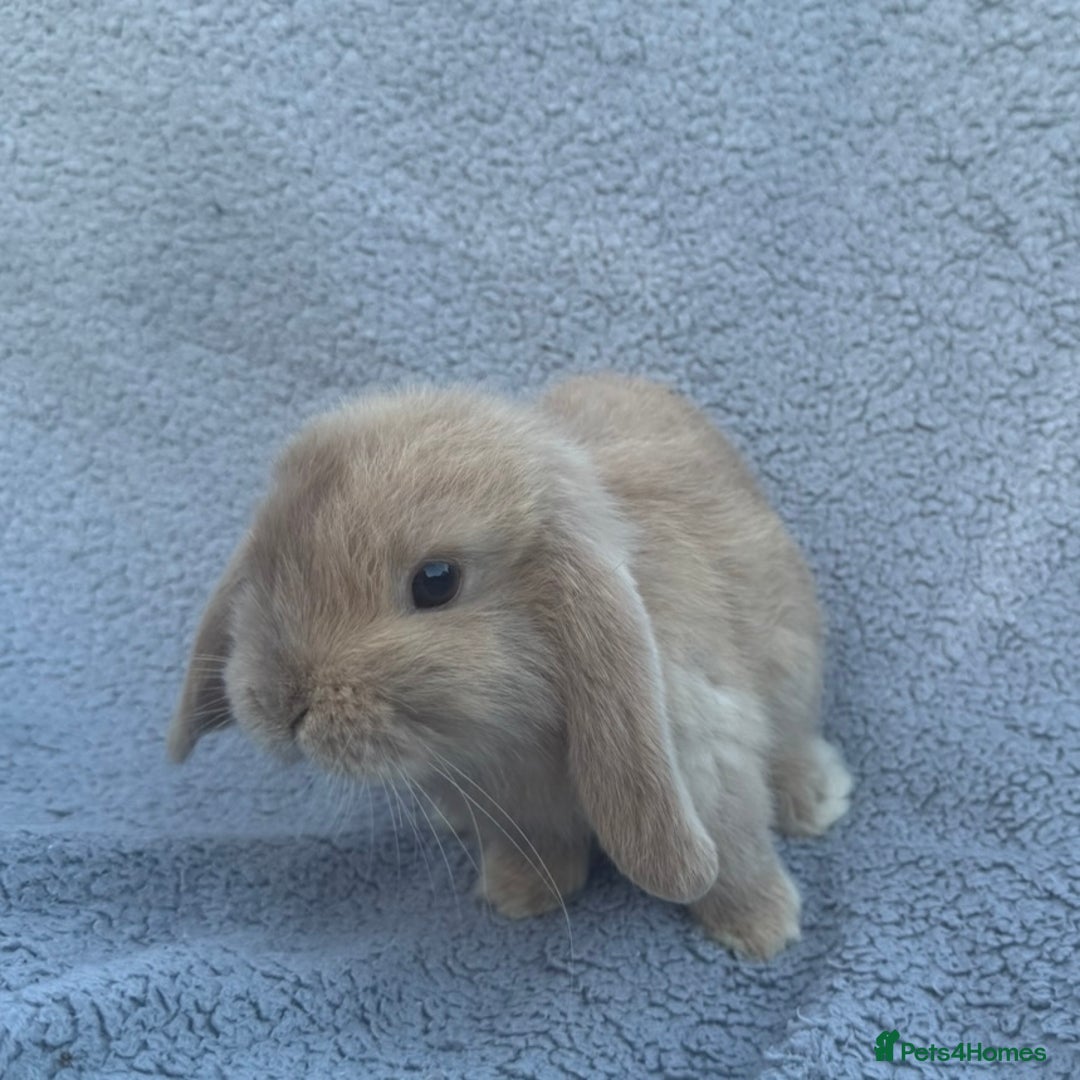 Mini Lop rabbits for sale: Purebred mini lops - Image 3