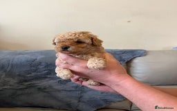 Shihpoo dogs for sale: beautiful shihpoo litter - Image 32