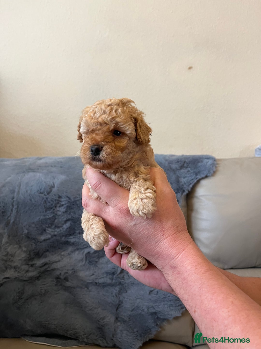 Shihpoo dogs for sale: beautiful shihpoo litter - Image 32