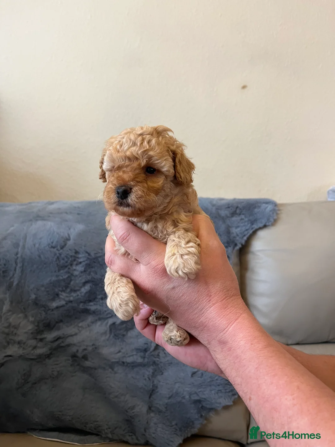 Shihpoo dogs for sale: 1 girl left shihpoo puppy fully vaccinated  - Advert 34