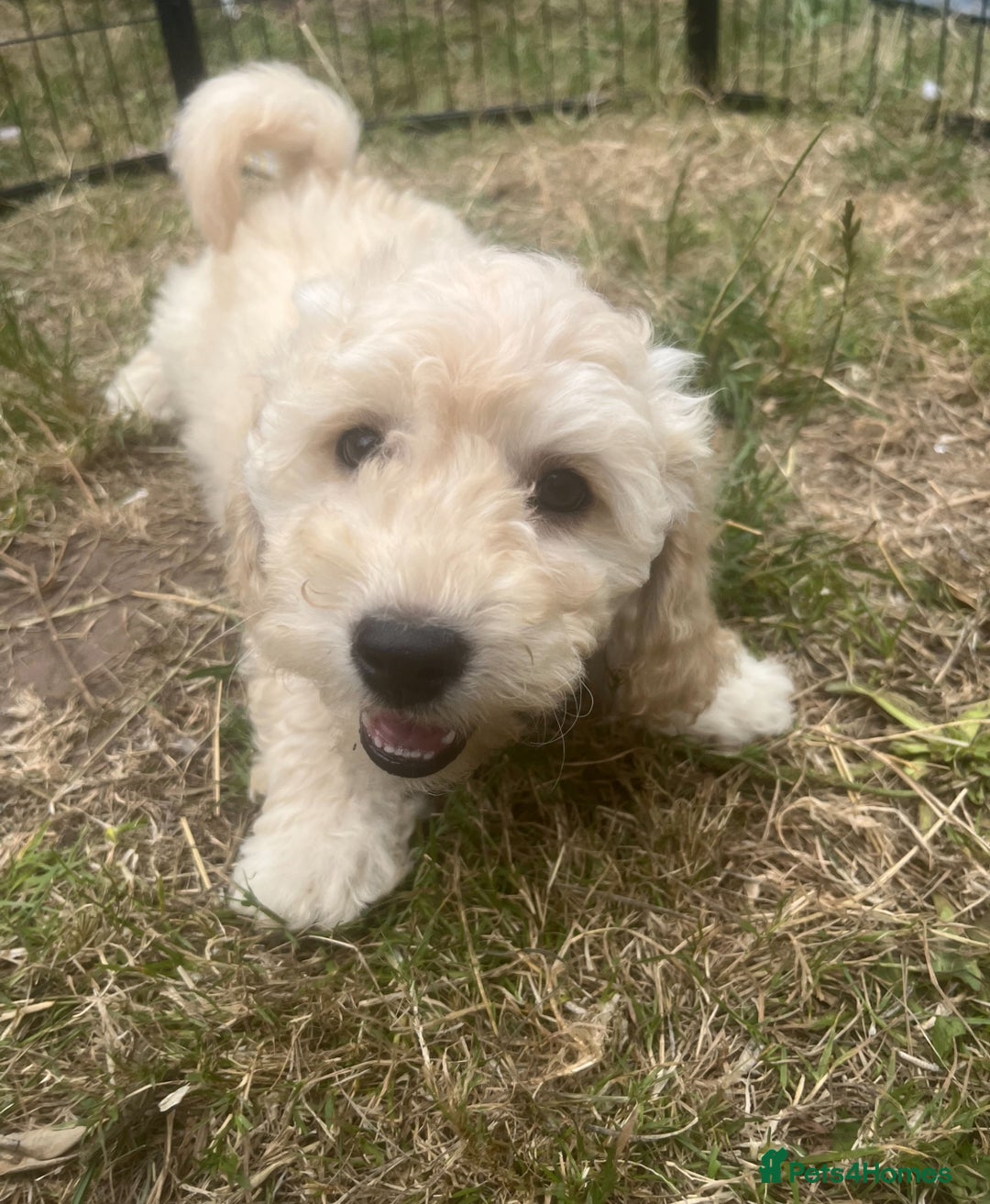 Cockapoo dogs for sale: **Ready to go - Last 2 remaining** F1B Cockapoo  - Image 20