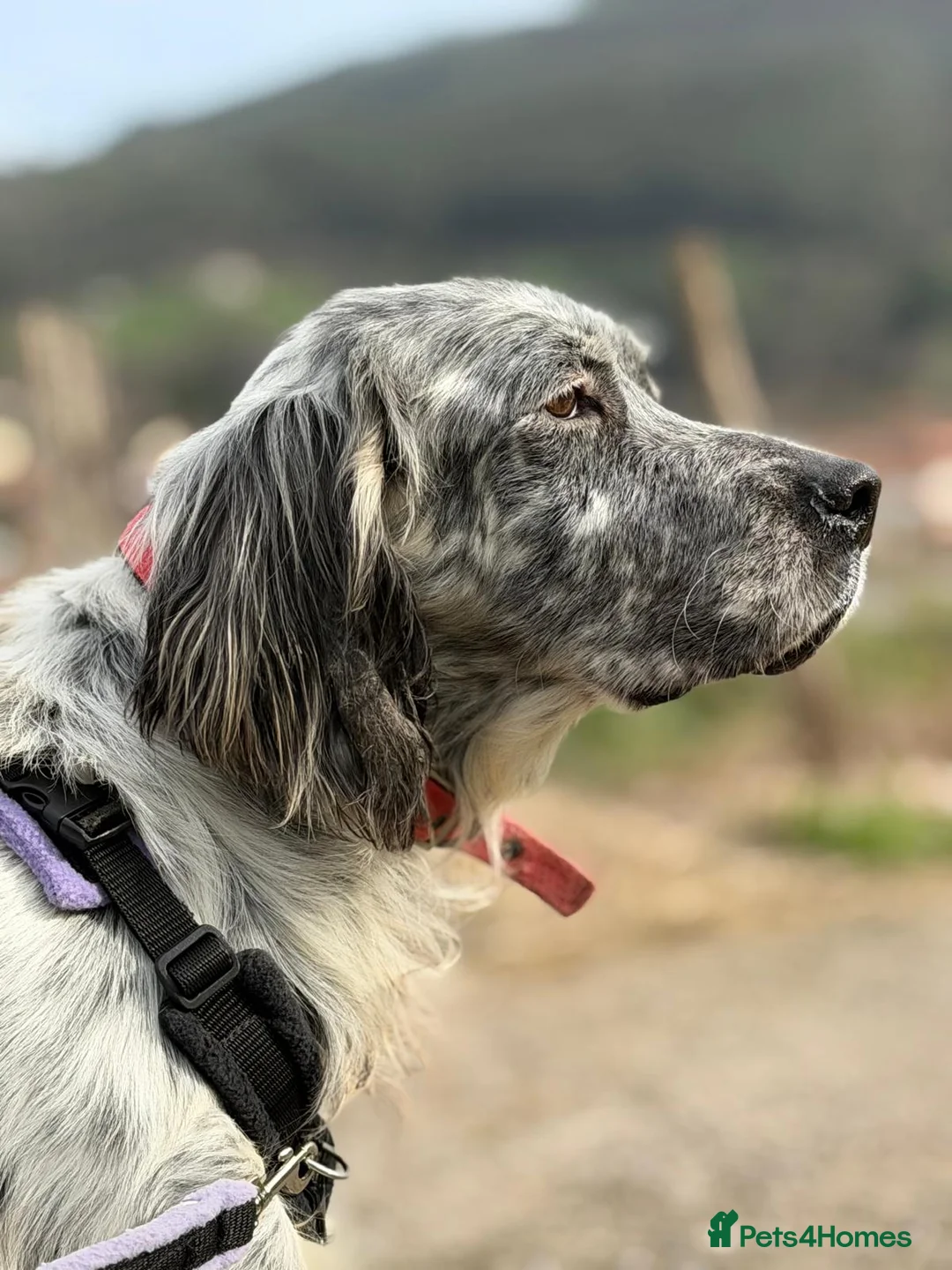 English Setter dogs for adoption: Iru   - Advert 8