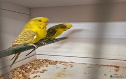 Budgerigars birds for sale: RARE mutation from 2023 for breeders in Bracknell - Image 7