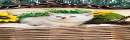 British Shorthair cats for sale: Silver tipped British Shorthair kittens - Advert 8