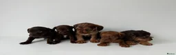 Mixed Breed dogs for sale: 5 Beautiful Chocolate brown & Tan Puppies  in Egham - Advert 5
