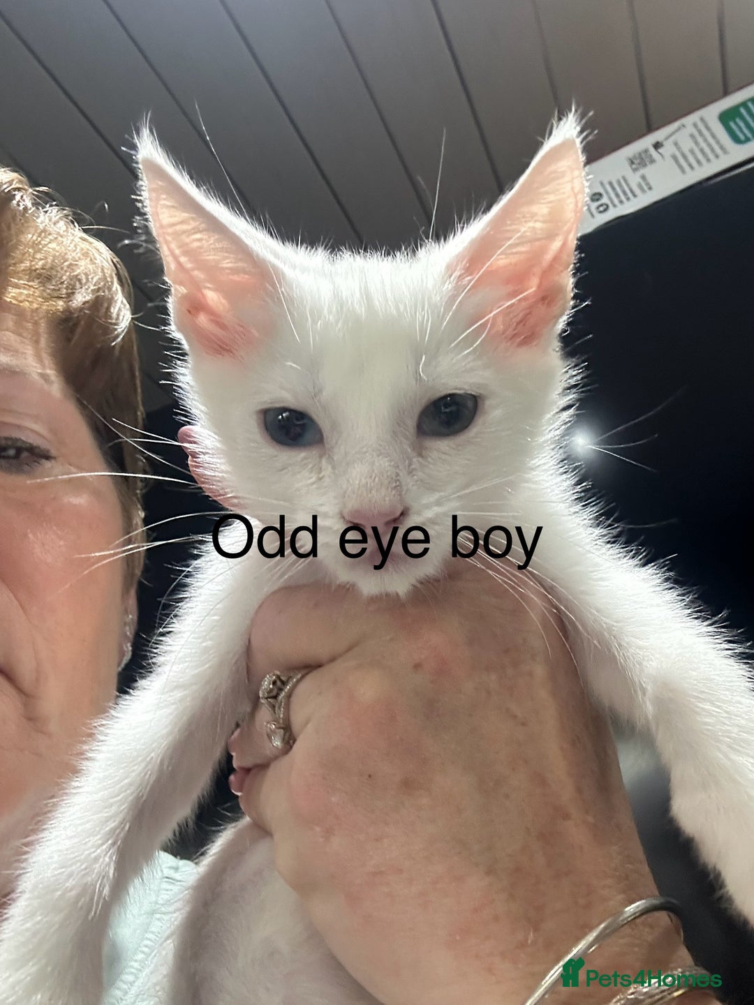 Mixed Breed cats for sale: Mainecoon x kittens  - Image 3