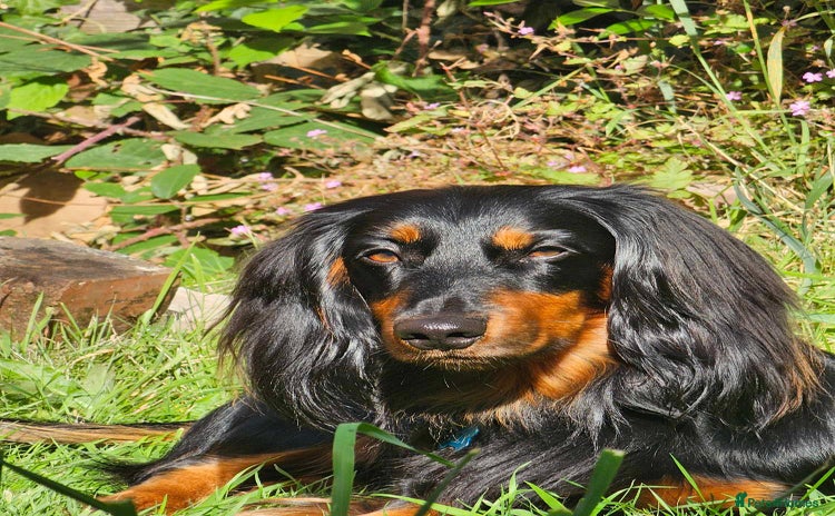 Dachshund dogs - Advert 4