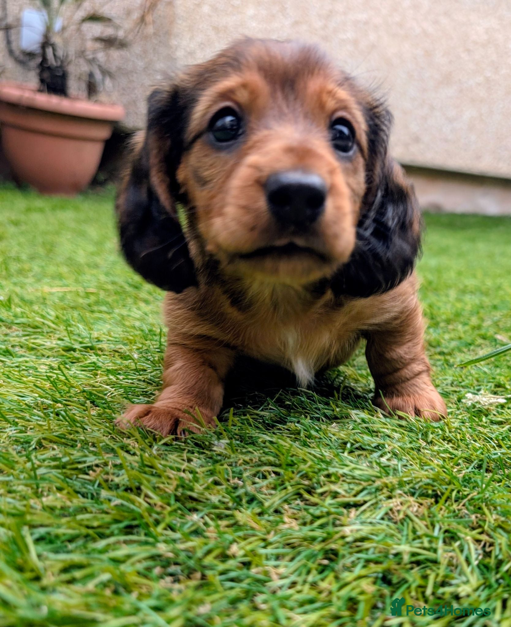 Miniature Dachshund dogs Your best friend is ready to come home this Sunday - Advert 2