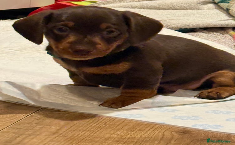 Miniature Dachshund dogs  Chocolate miniature dachshund  - Advert 12