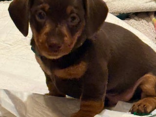 Miniature Dachshund dogs Chocolate miniature dachshund - Advert 10