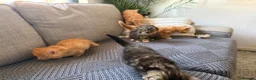 Maine Coon cats for sale: Beautiful half Maine coon kittens available.  in Bristol - Advert 5