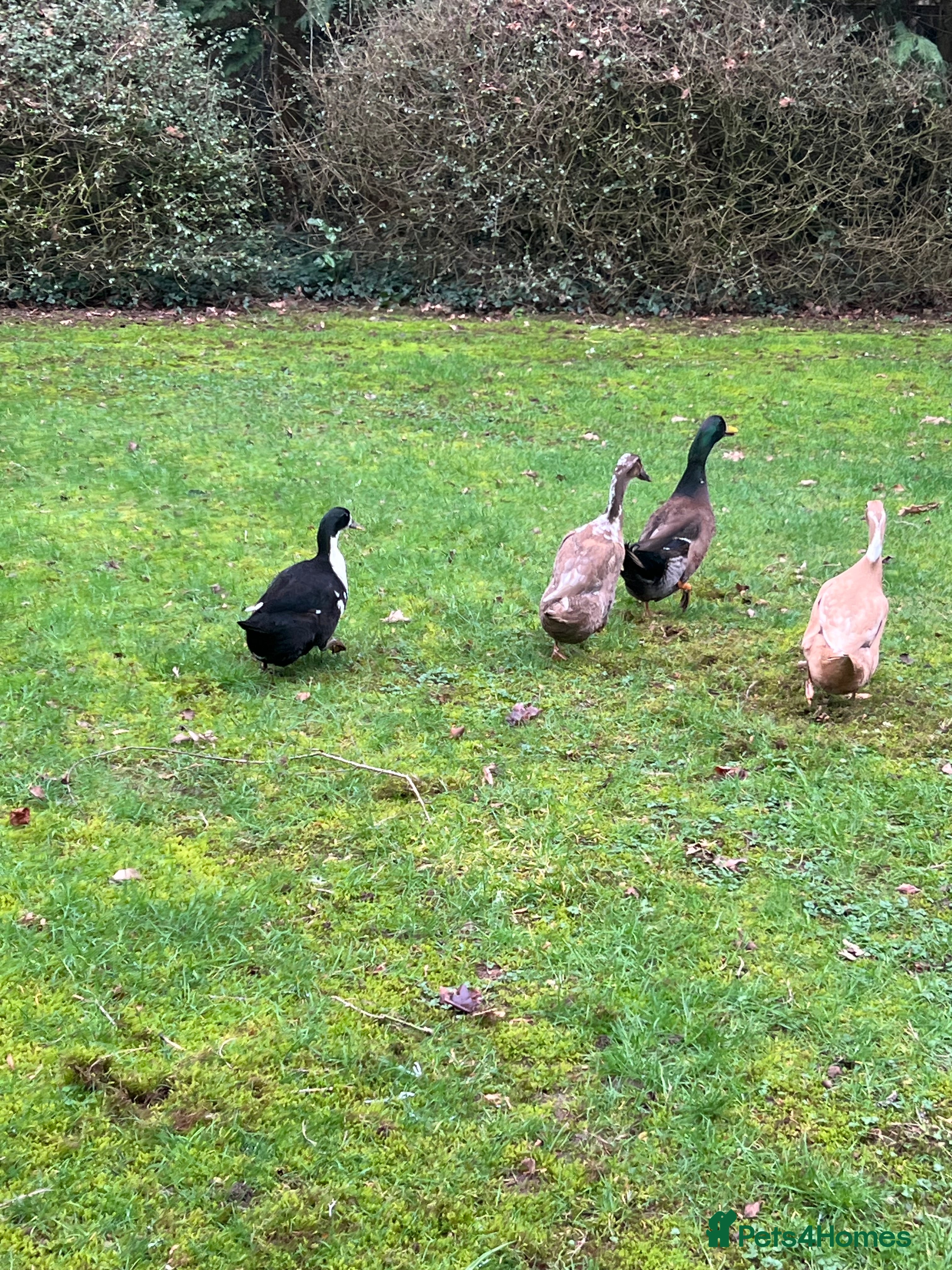 Mixed Breed poultry for sale: Adult Ducks - Advert 5