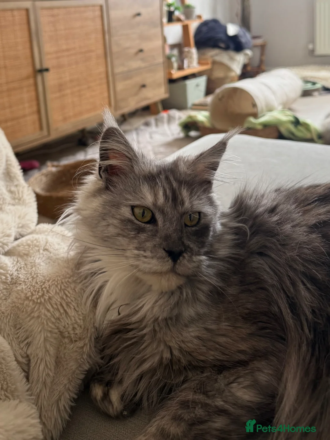Maine Coon cats for sale: Maine coon sisters  - Advert 2