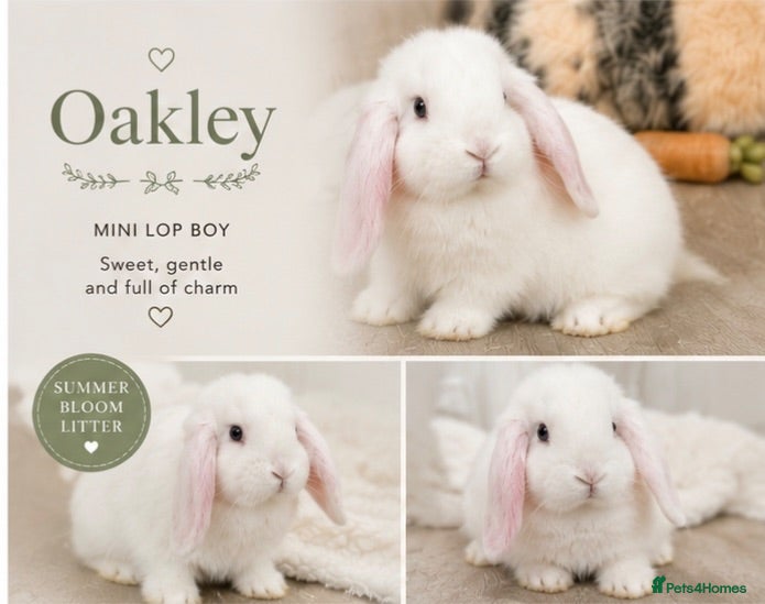 Mini Lop rabbits Beautiful mini lops for sale  - Advert 2