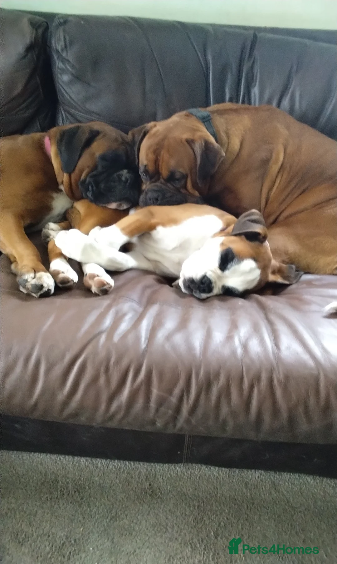 Gallery Image {{count}}