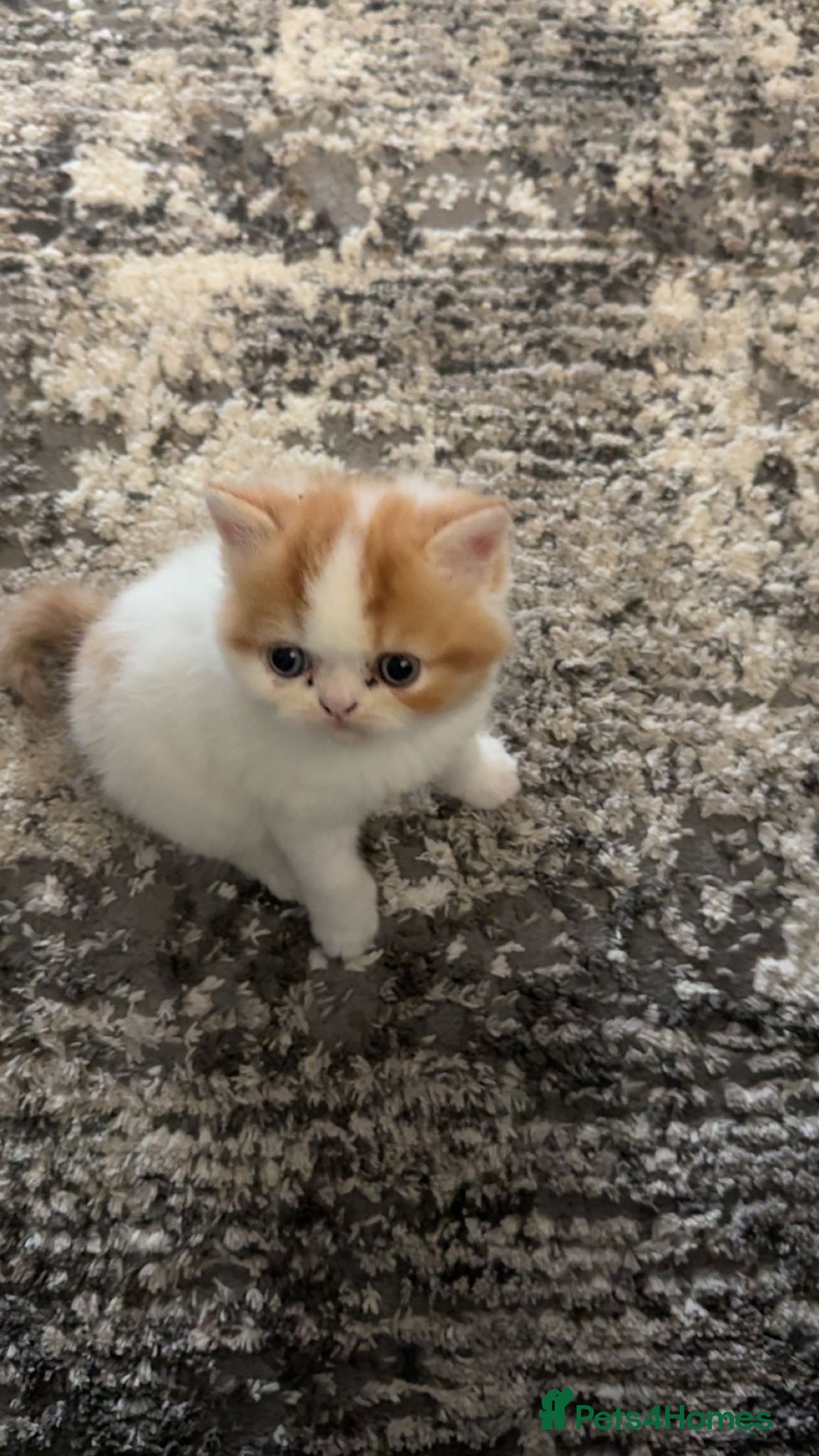 Exotic cats Cute male exotic shorthair kitten - Advert 1