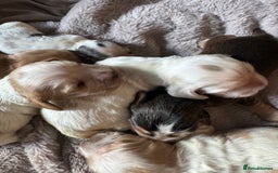 Cocker Spaniel dogs for sale: Exceptional litter of Show Type Cocker Spaniels - Image 9
