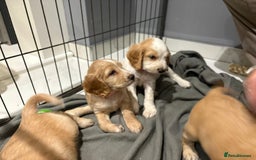 Cocker Spaniel dogs for sale: 5 gorgeous cocker spaniel puppies - Image 9