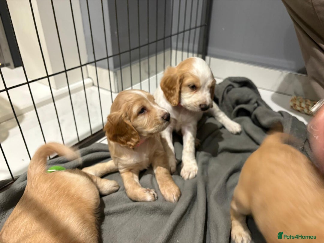 Cocker Spaniel dogs for sale: 5 gorgeous cocker spaniel puppies - Image 9