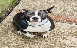 Mixed Breed dogs for sale: Mixed breed staffy for sale  - Image 9