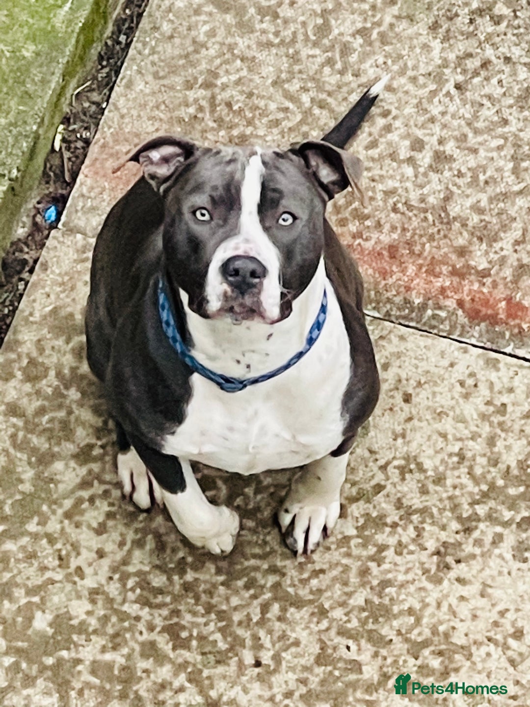 Mixed Breed dogs for sale: Mixed breed staffy for sale  - Image 9