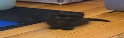 Mixed Breed cats for sale: 2 gorgeous long hair kittens ready for collection  - Advert 18