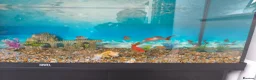 Goldfish fish for sale: 4 goldfish for sale in Enfield - Advert 1