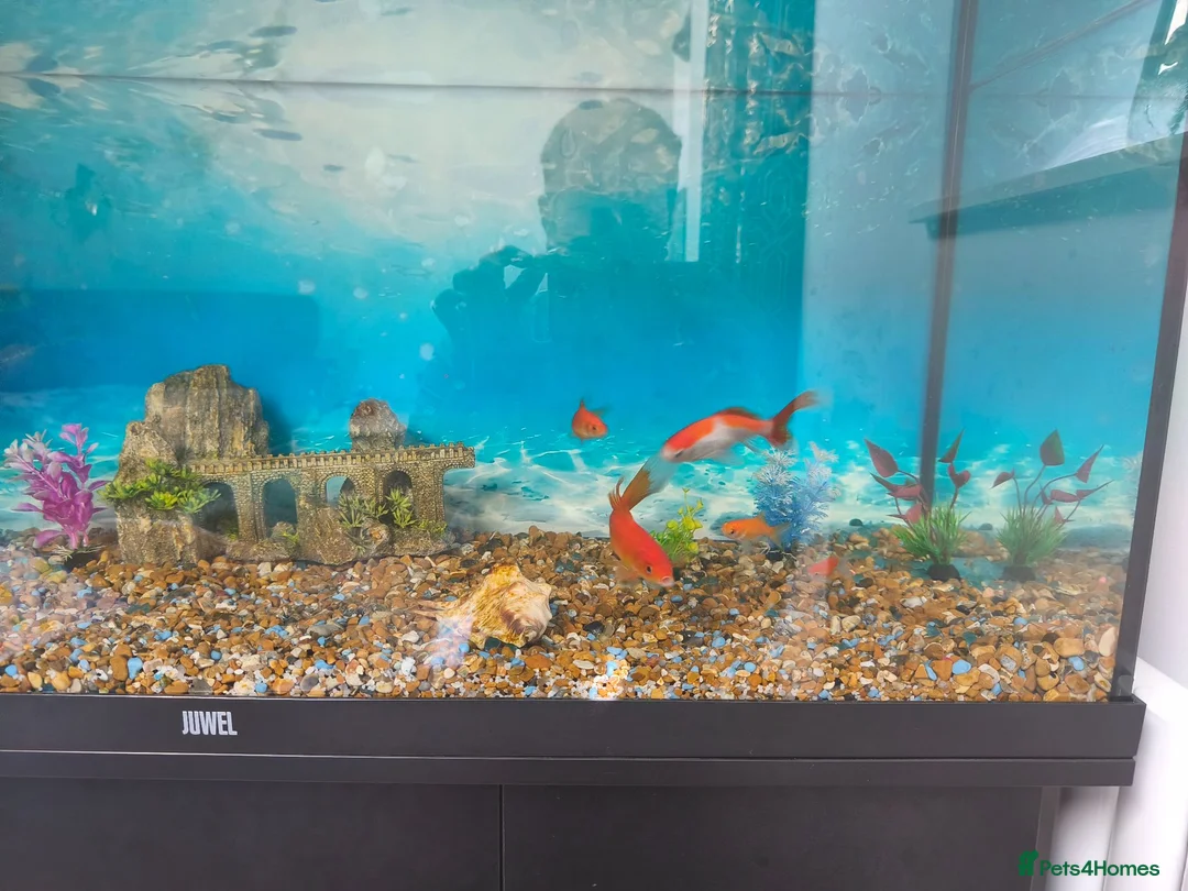 Goldfish fish for sale: 4 goldfish for sale in Enfield - Advert 1