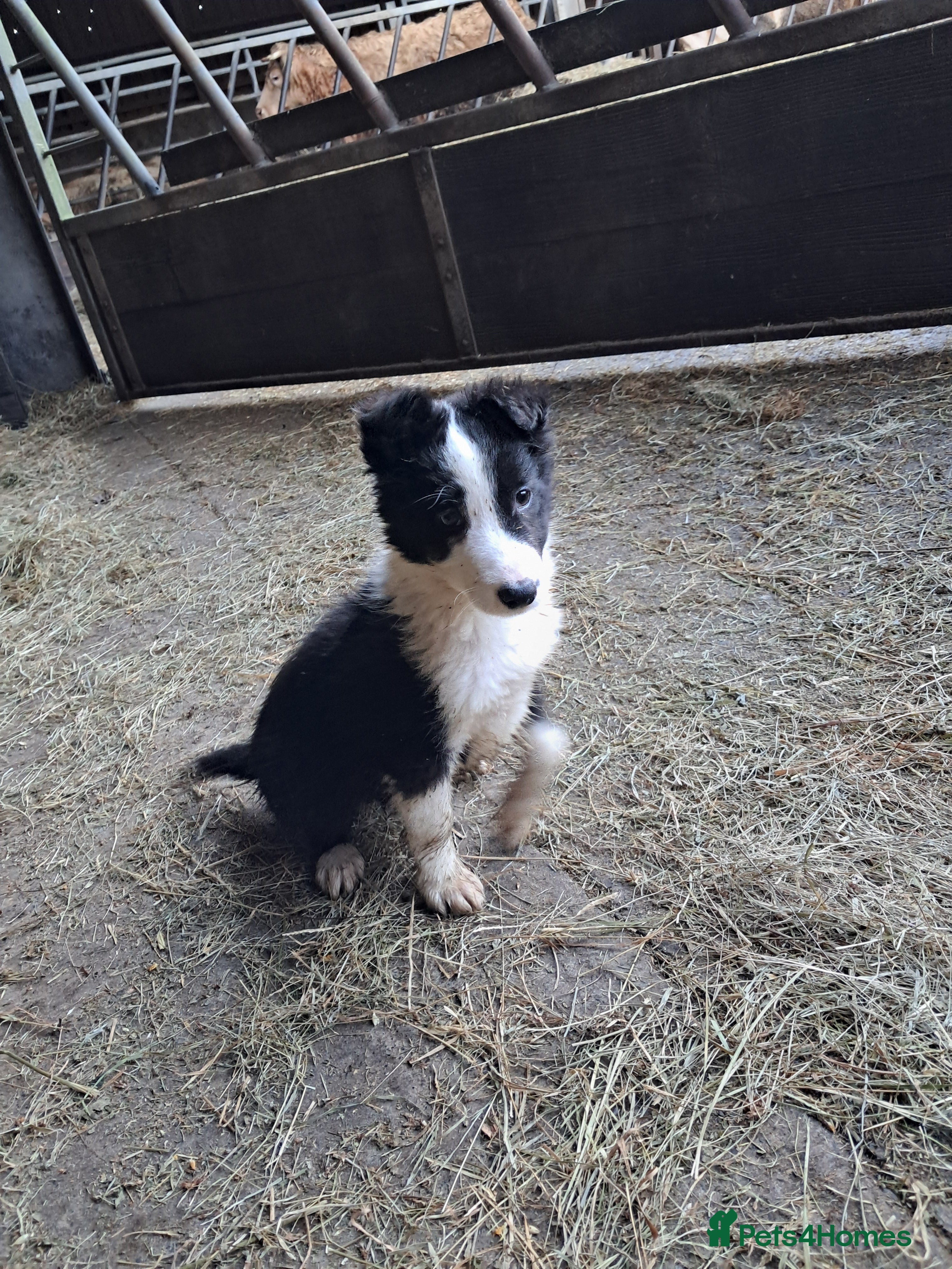 Mixed Breed dogs Three Collie pups for working highly active homes - Advert 11