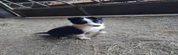 Mixed Breed dogs for sale: Three Collie pups for working highly active homes - Advert 1