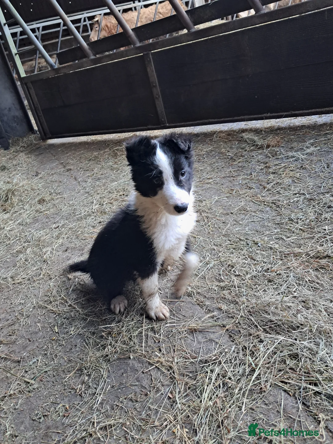 Mixed Breed dogs for sale: Three Collie pups for working highly active homes - Advert 1