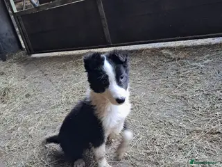 Mixed Breed dogs Three Collie pups for working highly active homes - Advert 4