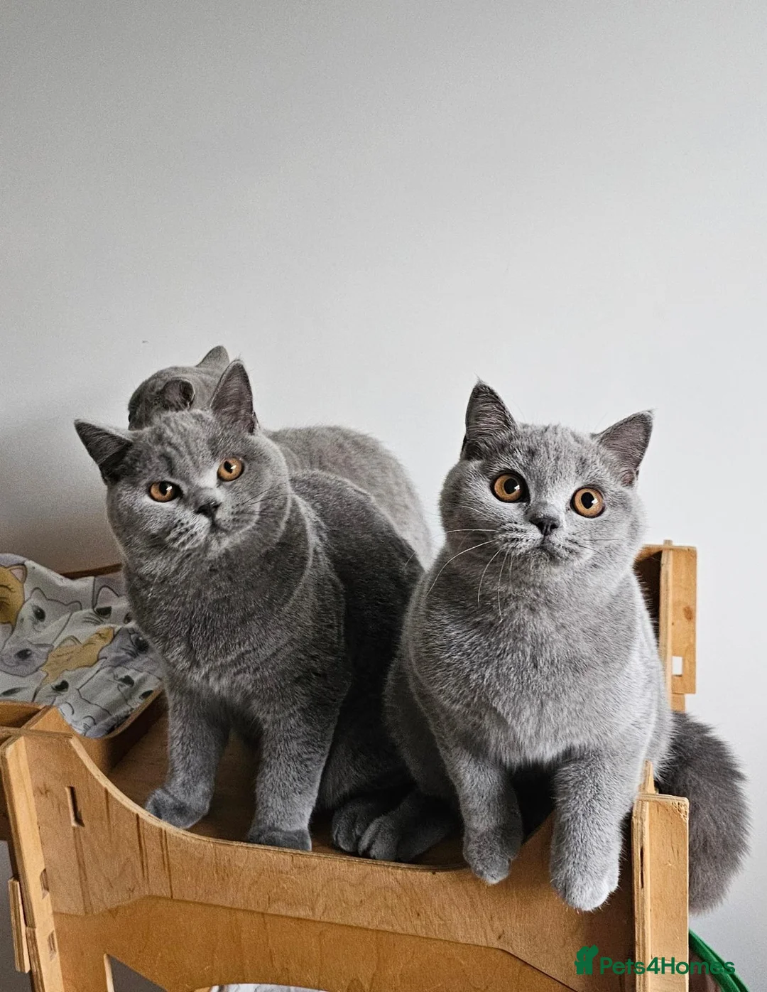 British Shorthair cats for sale: Stunning British shorthair blue kittens, neutered - Advert 2