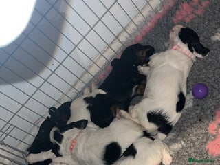 Cocker Spaniel dogs 3 Cocker spaniel puppy’s - Advert 4