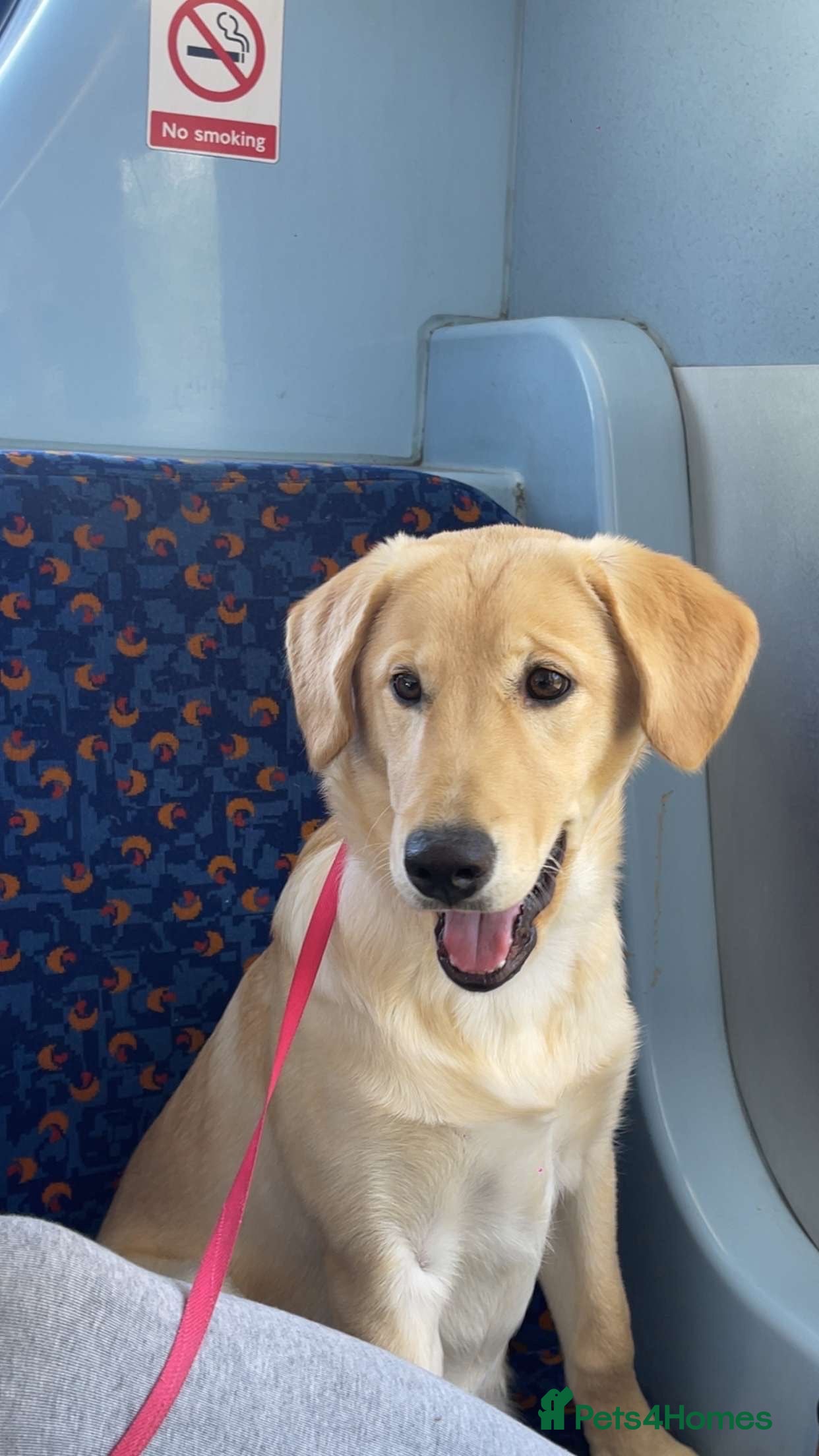 Mixed Breed dogs 14-Month Husky Labradoodle mix Looking for Home - Advert 16