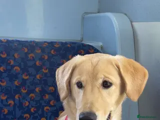 Mixed Breed dogs 14-Month Husky Labradoodle mix Looking for Home - Advert 16