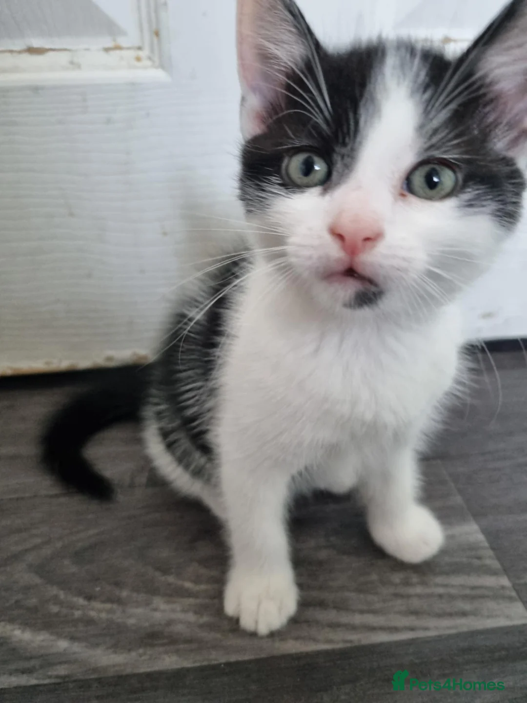 Mixed Breed cats for sale: Two beautiful kittens  - Advert 2