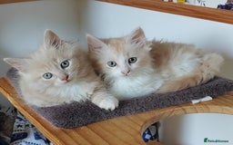 Maine Coon cats for sale: Beautiful Maine Coon kittens  - Image 8