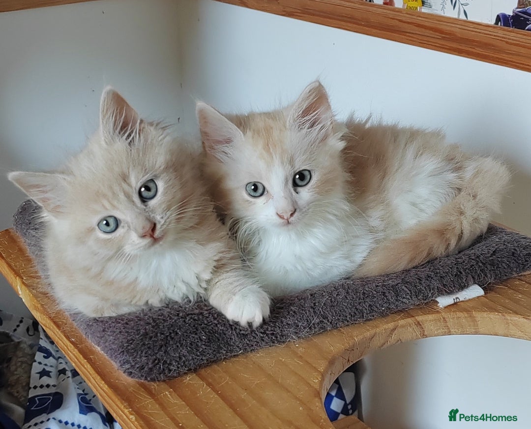 Maine Coon cats for sale: Beautiful Maine Coon kittens  - Image 8