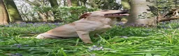 Labrador Retriever dogs for sale: KC reg, DNA tested working Labrador puppies in Wrexham - Advert 5