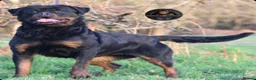 Rottweiler dogs for sale: Beautiful Male Rottweiler Now Available  - Advert 2