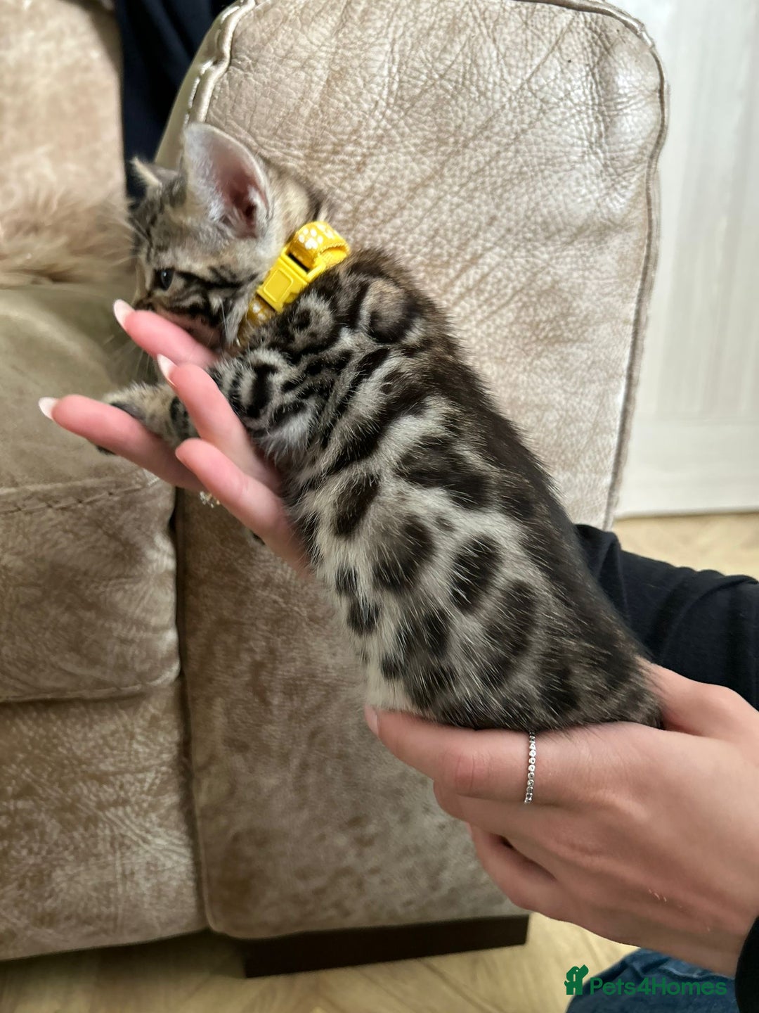 Bengal cats for sale: ❤️ Gorgeous Pure Bengal Kittens Available ❤️ - Image 13