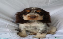 Cocker Spaniel dogs for sale: Championline Cocker Spaniel - Advert 9