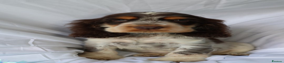 Cocker Spaniel Puppy 1