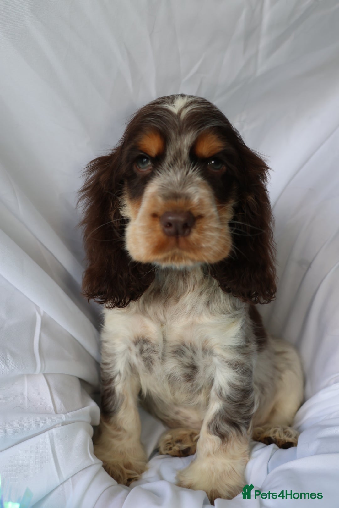 Cocker Spaniel dogs for sale: Championline Cocker Spaniel - Advert 9