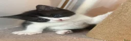 Mixed Breed cats for sale: Gorgeous Kittens Looking for Loving Homes - Advert 29