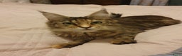Maine Coon cats for sale: Beautiful Maine-coon girl.  - Advert 2