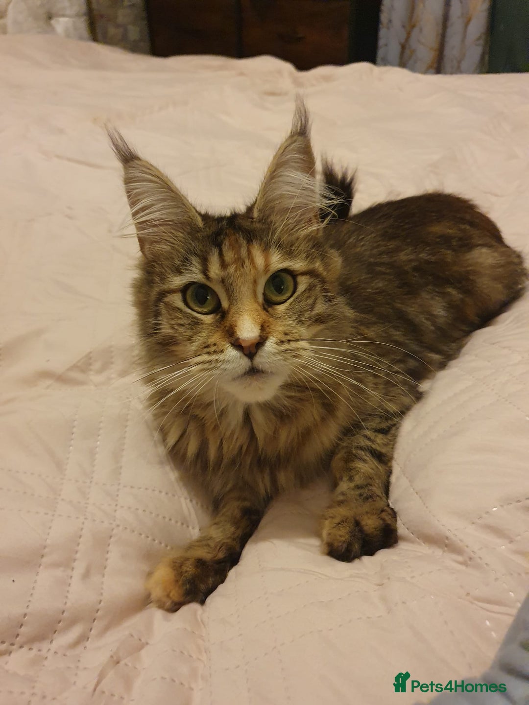 Maine Coon cats for sale: Beautiful Maine-coon girl.  - Advert 2